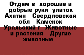 Отдам в “хорошие и добрые руки“ улиток Ахатин - Свердловская обл., Каменск-Уральский г. Животные и растения » Другие животные   